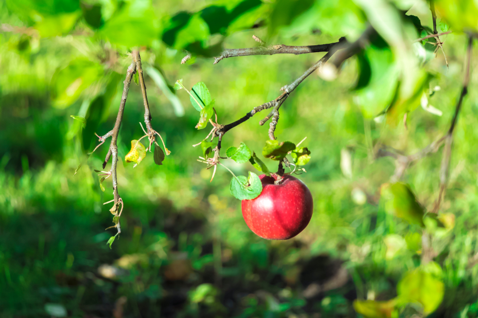 Æbler - for din sundheds skyld
