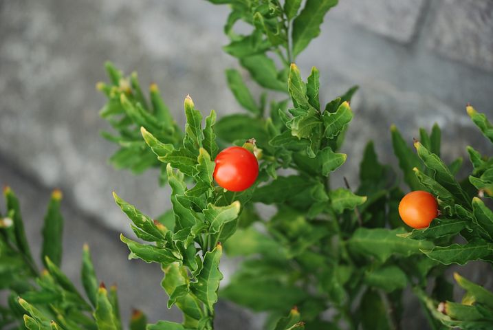 Tomater for din sundheds skyld