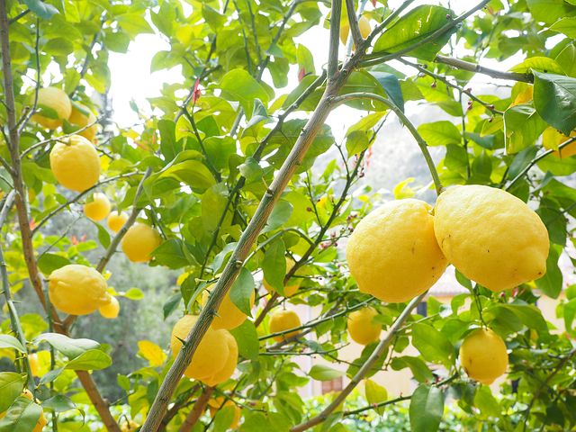 Citroner for dit immunforsvar